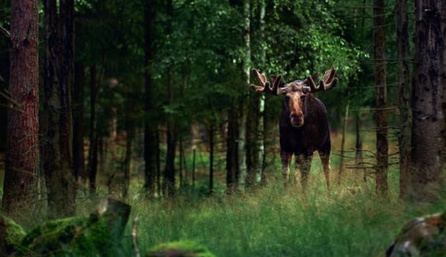 Spot moose on a wildlife safari