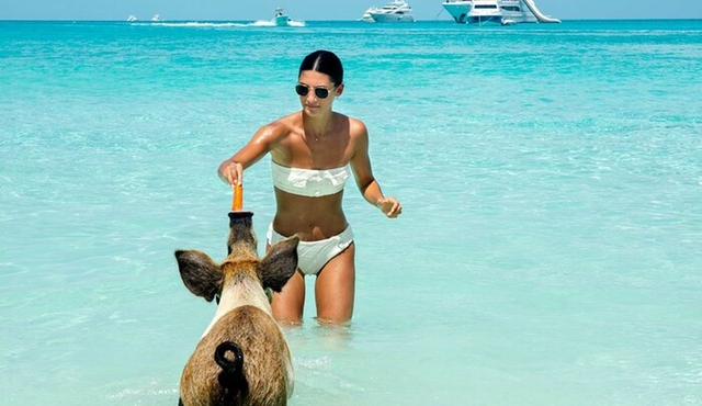 Pigs Beach and Snorkeling 2hr Adventure Group Tour Nassau