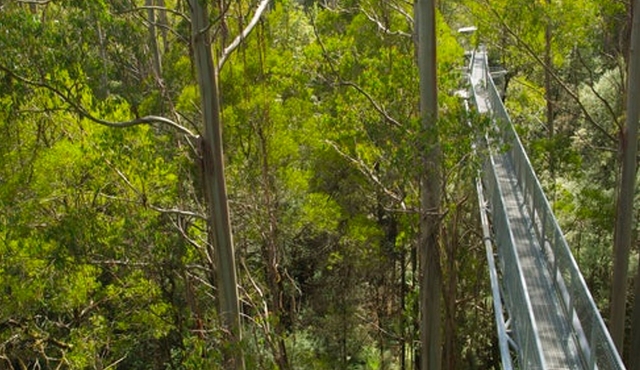 Otway Fly Treetop Walk