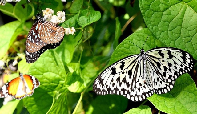 Kuala Lumpur Bird, Butterfly, and Orchid Park 3‐in‐2 Private