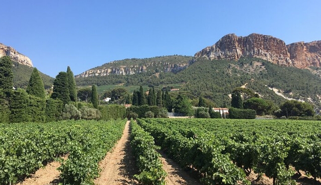 Half day Wine Tour in Bandol & Cassis from Aix en Provence
