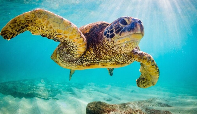 Barbados Beach Lounger & Turtle Snorkel Combo Carlisle Bay
