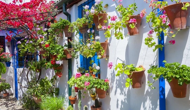 Authentic Patios of Cordoba Guided Tour