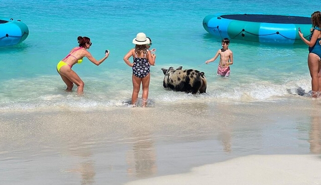 Best of Nassau — Swimming Pigs, Turtles, Snorkeling & More
