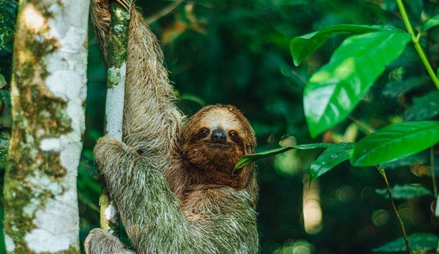 Sloth Tour in La Fortuna — Arenal . NATURAL HABITAT