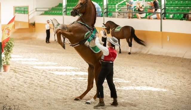 Andalusian horse and flamenco show with dinner in Malaga