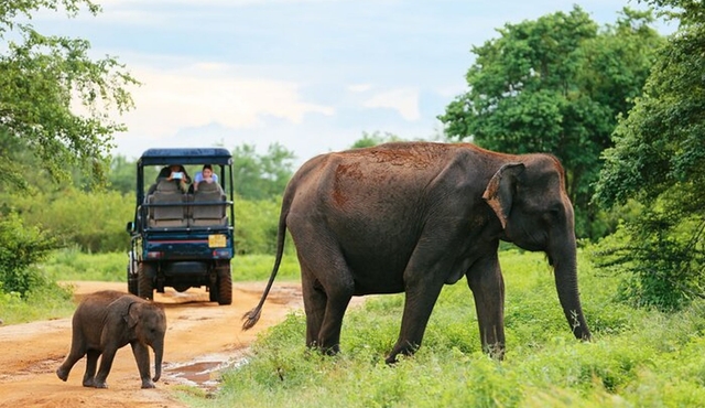 Day Excursion at Udawalawe National Park From Galle