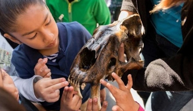 La Brea Tar Pits Museum