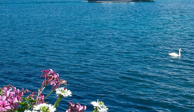 Geneva Boat Tour