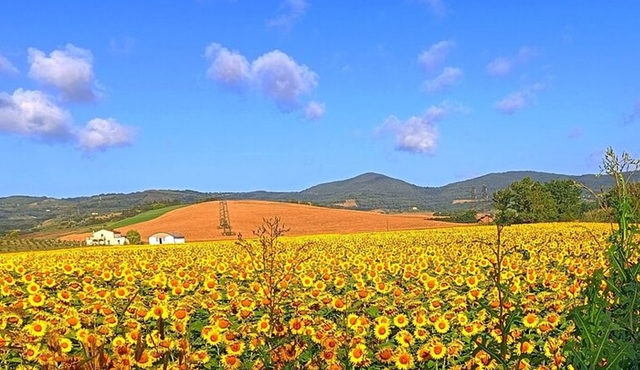 PRIVATE TRANSFER from Siena to Florence with stop in S Gimignano & Monteriggioni