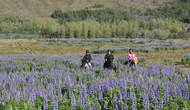 Horseback Riding Tour in Mosfellsbær