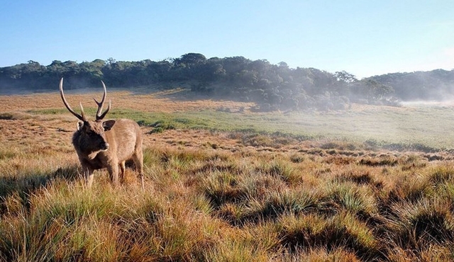 Horton Plains National Park Trekking
