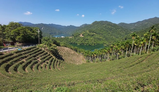 Pinglin Tea Culture and Maokong Day Tour from Taipei