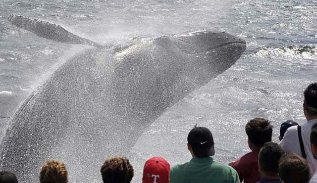 Whale Watching Tour in Gloucester