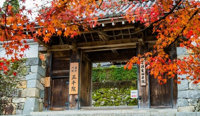 Kyoto Sansen‐in Arashiyama Train 1 Day Tour from Osaka or Kyoto