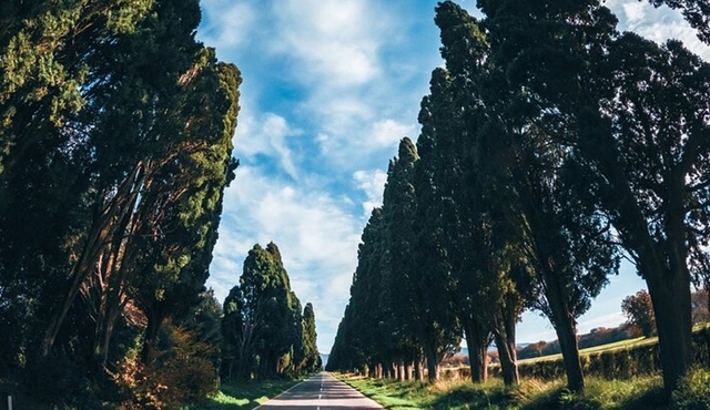 Shore Excursion from Livorno to Bolgheri with Wine Tasting