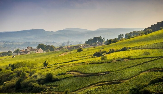 Côte de Beaune Half‐Day Wine Tour from Dijon