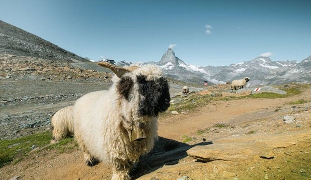 Zermatt Gornergrat cogwheel railway skip‐the‐line ticket