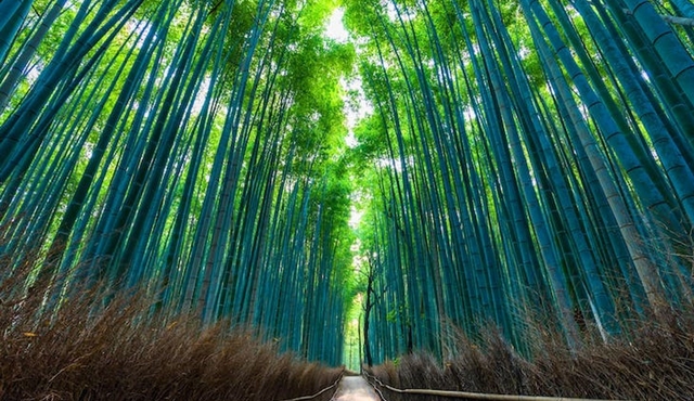 Kyoto Arashiyama insider walking tour