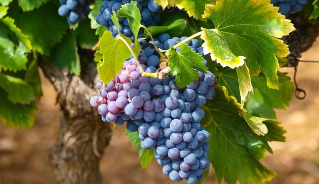 Saint Paul de Vence Tour and Wine Tasting