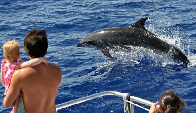 Spirit of the Sea: Cetacean sighting in Gran Canaria