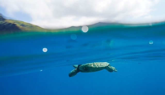 Honolulu Swimming with Turtles Experience in Waikiki