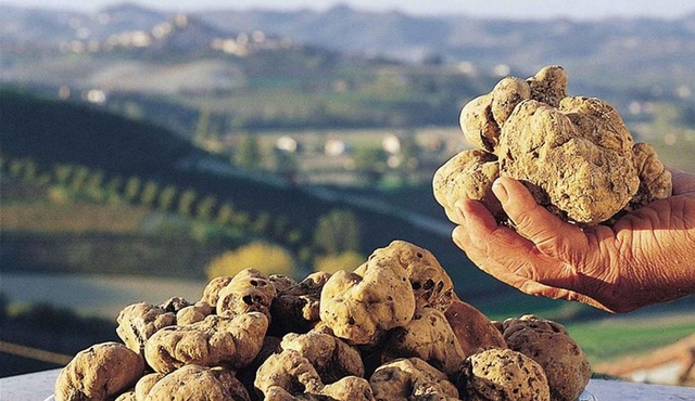 Day Trip: Truffle Hunting With Lunch + Montefalco guided tour