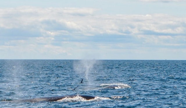 Boston Harbor Whale Watch Cruise