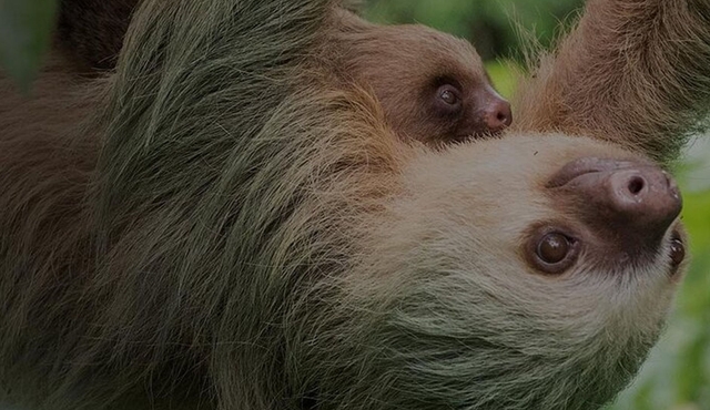 EcoGarden Arenal: Naturalist‐Guided Sloth Tour