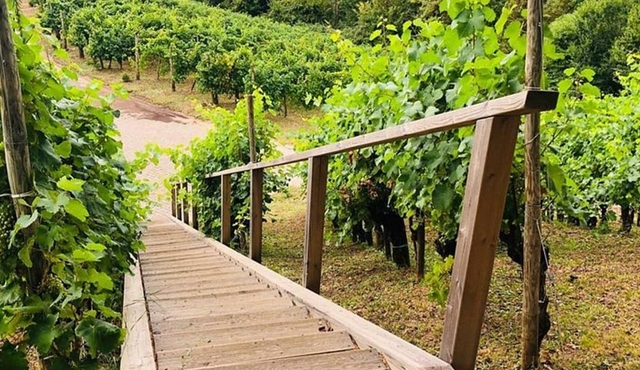 Venice or Treviso Private Prosecco Tour