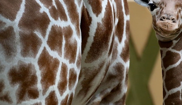 ARTIS Royal Zoo