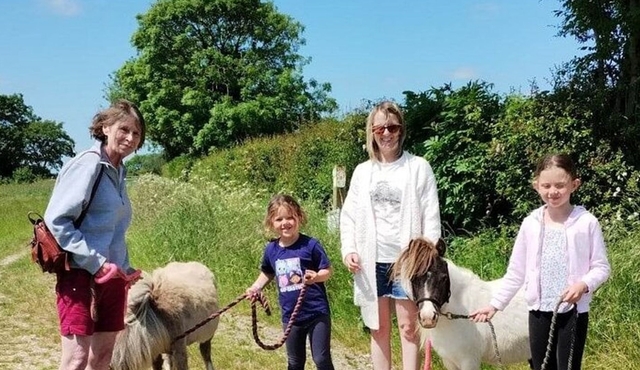 Miniature Horse Walking Near Lincoln
