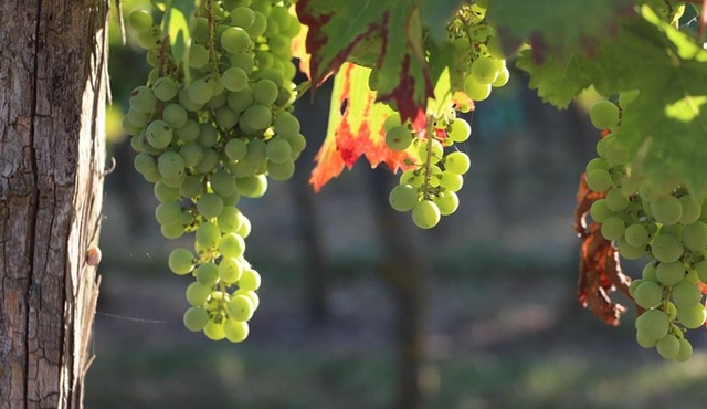 From Nantes — Vineyard of Nantes in Minivan — Half day