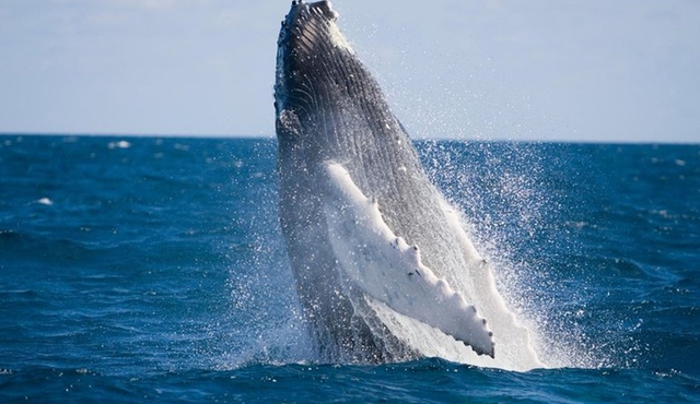 Whale‐Watching and Orange County Beaches Tour from Anaheim