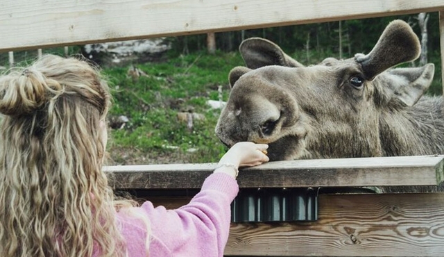 Kristiansand Guided Bus Tour and Moose Park Experience