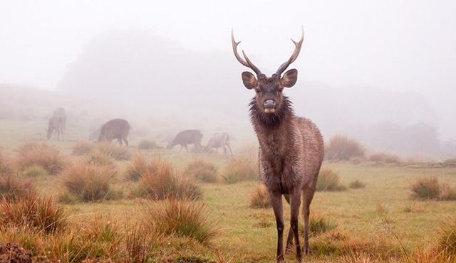 Horton Plains Day Tour with Short Train Journey from Ella