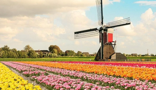 Private Keukenhof Gardens and Tulip Fields Tour from Rotterdam