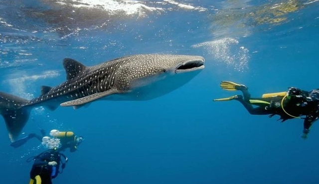 Dumaguete Oslob Whaleshark Tour