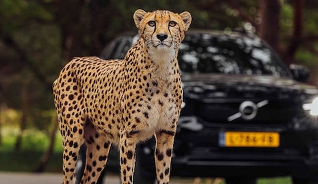 Safaripark Beekse Bergen