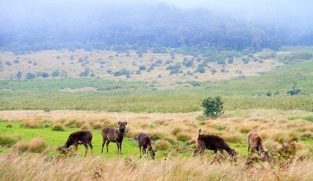 Horton Plains National Park Tour From Nuwara Eliya With Holiday Walkers Srilanka