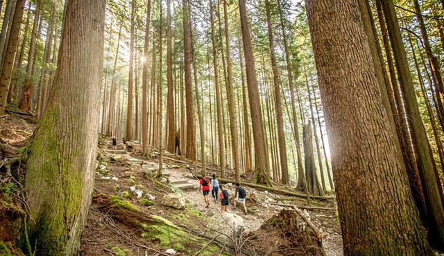 Guided Vancouver Hiking Highlights Day Tour with Gondola Download