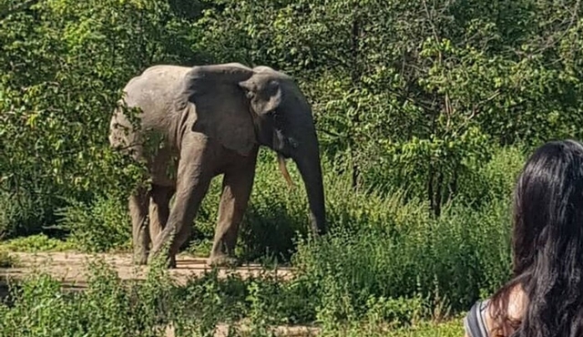 Private Full Day Elephant Safari Tour in Mole National Park Ghana