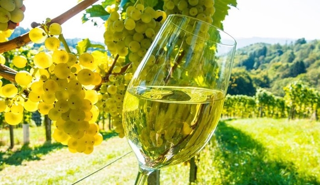 St Paul de Vence, Antibes & Wine Tasting from Cannes