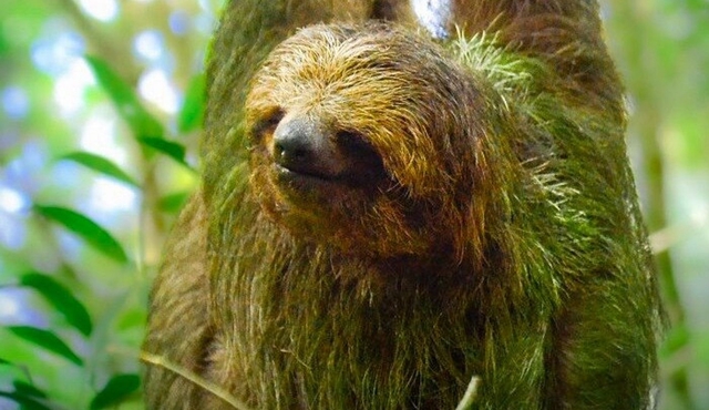 Sloth Watching Experience Arenal
