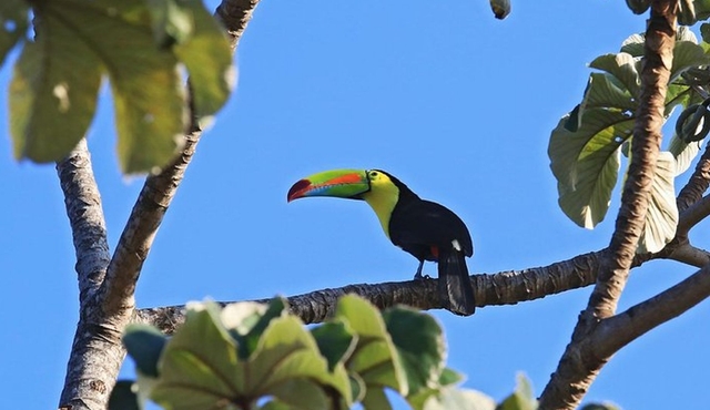 Bird Watching Tour Arenal Mundo Aventura