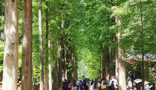 Nami Island 'Winter Sonata' TV Locations Tour from Seoul