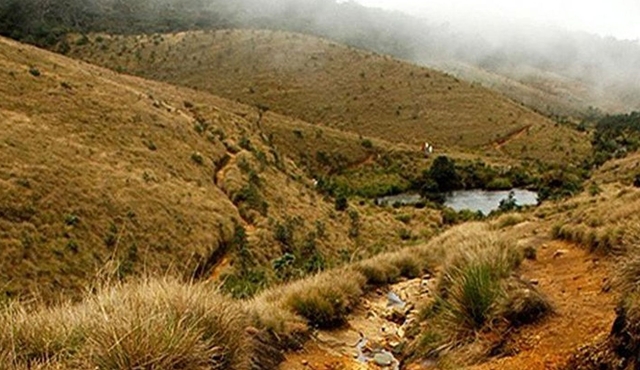 Horton Plains‐World's End Tour and Tea Factory Tour From Nuwaraeliya