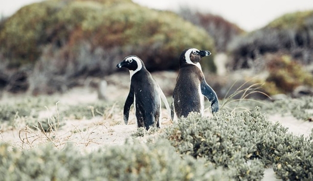 Full‐Day Cape Peninsula Tour from Cape Town