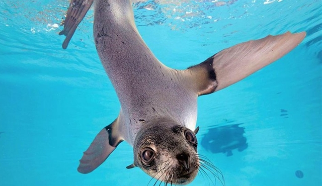 Boston New England Aquarium Admission Ticket