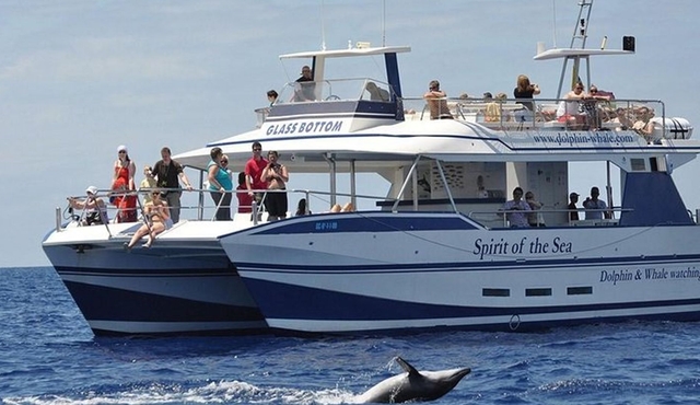 Gran Canaria Whale and Dolphin Watching with Underwater Views